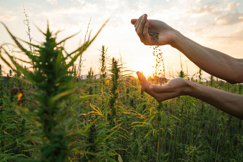 Hands pouring seeds over a green field at sunset